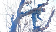 آماده‌سازی، نگهداشت و هرس درختان در فصل زمستان