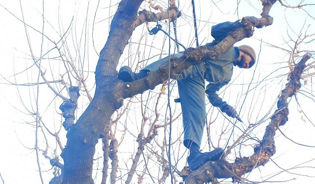 آماده‌سازی، نگهداشت و هرس درختان در فصل زمستان