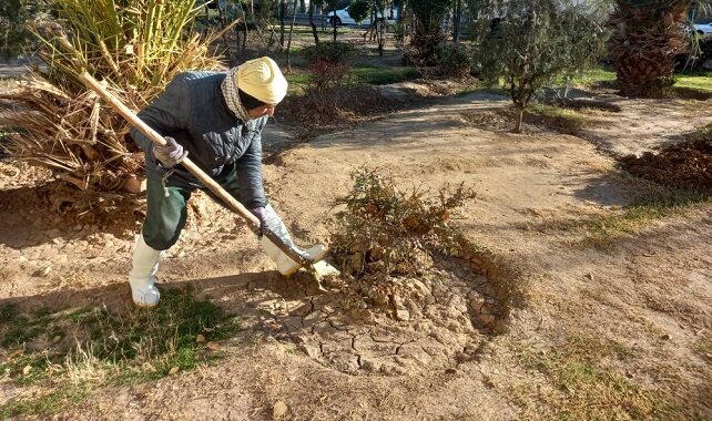 آماده‌سازی، نگهداشت و هرس درختان در فصل زمستان