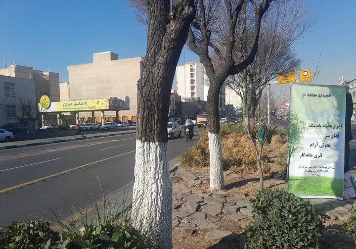 باندینگ ۳۰۰۰  اصله درخت در منطقه ۴