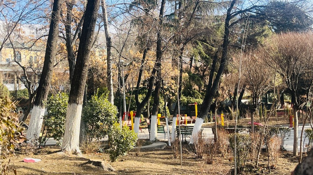 آغاز کنترل آفات درختان منطقه یک در خواب زمستانی، با اجرای عملیات باندینگ