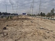 اجرای طرح جنگلکاری در حاشیه بزرگراه تهران–قم با کاشت ۱۵۰۰ اصله درخت