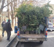 کاشت بیش از ۳۰۰ اصله نهال در خیابان کاشان در منطقه ۱۱