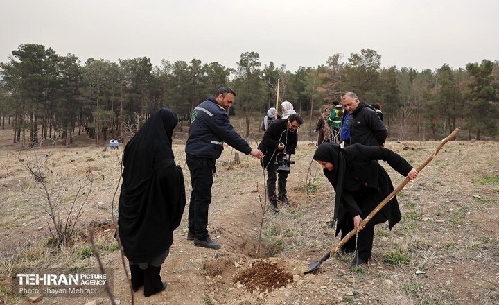 کاشت ۲۵ هزار اصله نهال غیرمثمر در بوستان چیتگر