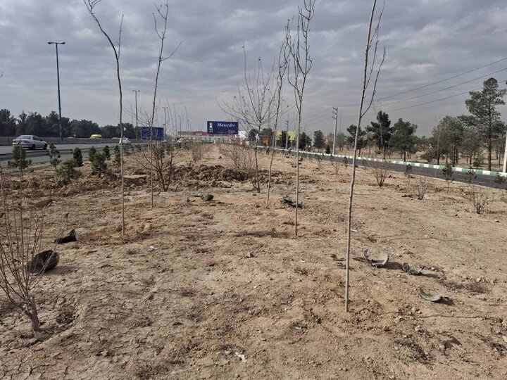 اجرای طرح جنگلکاری در حاشیه بزرگراه تهران–قم با کاشت ۱۵۰۰ اصله درخت