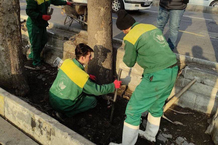 تقویت بنیه درختان منطقه یک با اجرای چالکود زمستانه