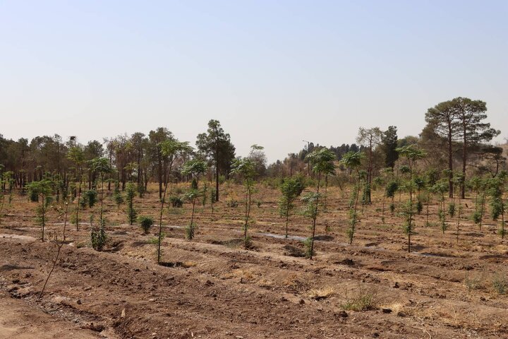 کاشت ۶۰ هزار نهال در پویش‌های احیای بوستان جنگلی چیتگر