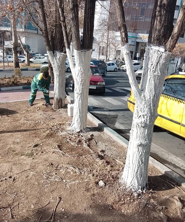 کنترل آفات بدون استفاده از سموم شیمیایی/ تنه درختان «چسب‌محافظ» می‌گیرند