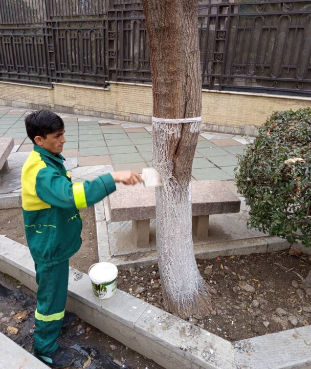 کنترل آفات بدون استفاده از سموم شیمیایی/ تنه درختان «چسب‌محافظ» می‌گیرند