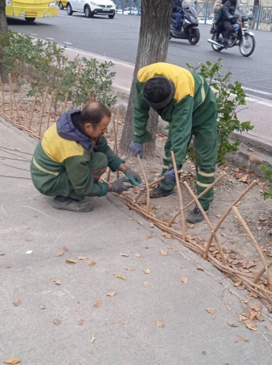 استفاده از سرشاخه‌های نرم درختان توت برای ساخت سبدهای چوبی و حصارهای نرده‌ای در ناحیه ۳ منطقه ۶