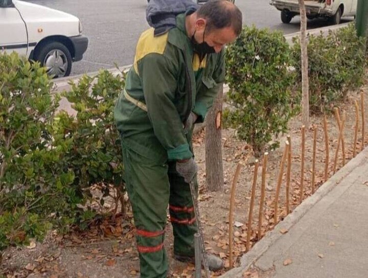 استفاده از سرشاخه‌های نرم درختان توت برای ساخت سبدهای چوبی و حصارهای نرده‌ای در ناحیه ۳ منطقه ۶