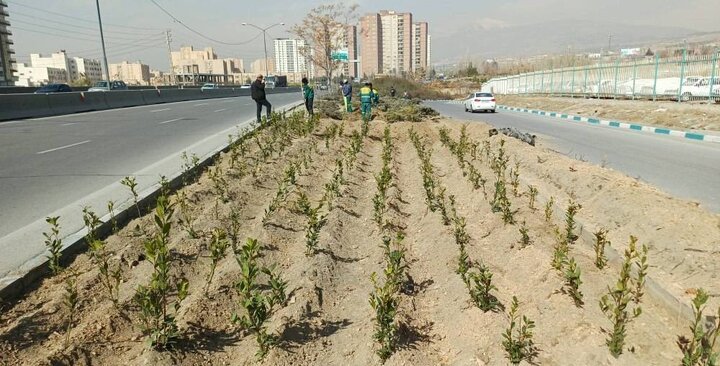 کاشت بیش از ۵۷ هزار اصله درخت، درختچه و فرش گل در بزرگراه‌های منطقه ۴