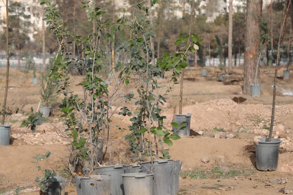 کاشت ۲۴ هزار نهال در بوستان جنگلی سرخه حصار