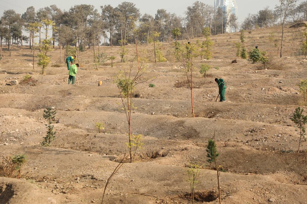کاشت ۲۴ هزار نهال در بوستان جنگلی سرخه حصار
