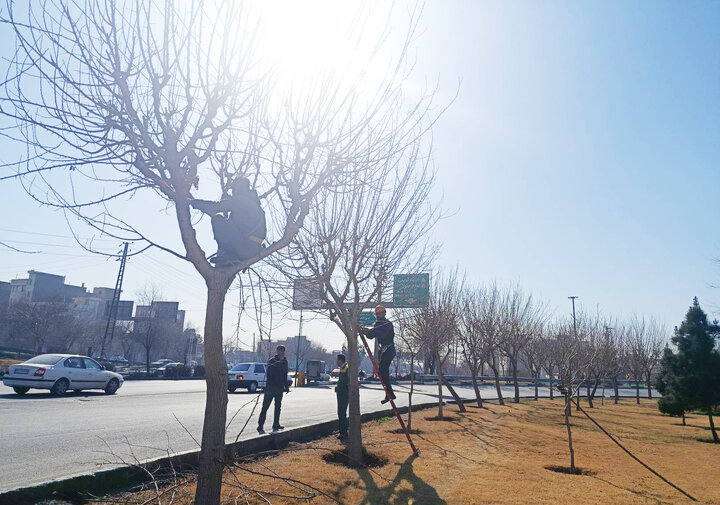 هرس بیش از ۸ هزار اصله درخت در ۶ماهه دوم سال در منطقه ۲۰