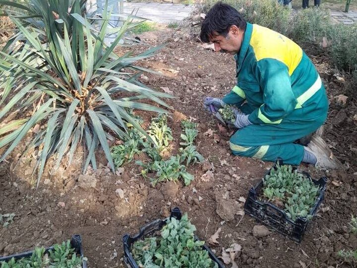 کاشت بیش از صدها لاله و بنفشه در بوستان دانشجو