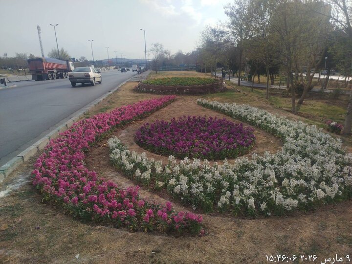 بوستان‌ها و میادین منطقه ۱۳ با هزاران گل شب‌بو آراسته شد 