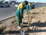 کاشت ۳۰۰ اصله درختچه در مسیر راستگرد بزرگراه شهید تندگویان به آزادگان در منطقه ۱۹
