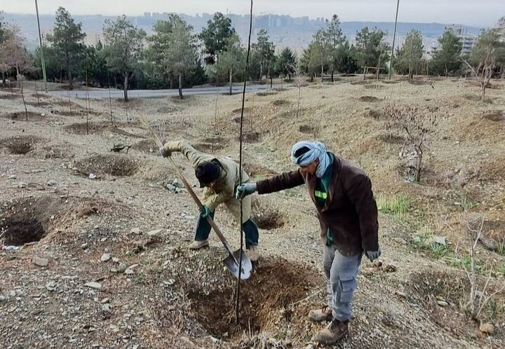 غرس صدها اصله نهال سرو در ارتفاعات بوستان جنگلی لتمال‌کن