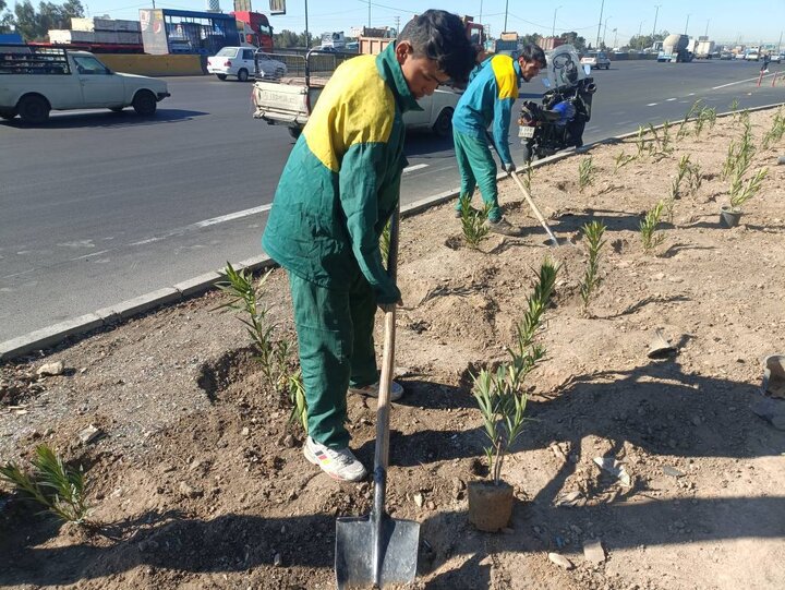 کاشت ۳۰۰ اصله درختچه در مسیر راستگرد بزرگراه شهید تندگویان به آزادگان در منطقه ۱۹