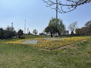 طراوت بهاری در معابر منطقه ۲ با گل‌آرایی و فرش گل