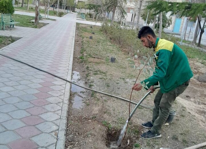 کاشت صدها شاخه گل زینتی و اصله نهال در بوستان‌های محلی منطقه ۲۲