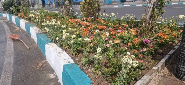 کاشت گل‌های فصلی در میادین و خیابان‌های منطقه ۱۲