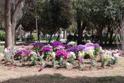 بازپیرایی بوستان بهار در منطقه ۱۹ با کاشت ۳۵۰۰ اصله درختچه و گل فصلی