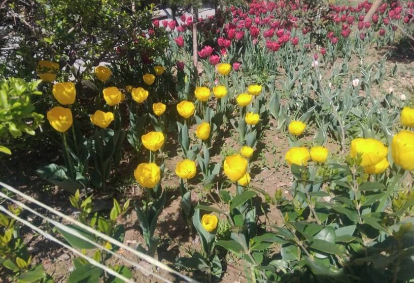 کاشت ۱۴ هزار لاله‌های رنگی در بوستان‌های منطقه ۱۳