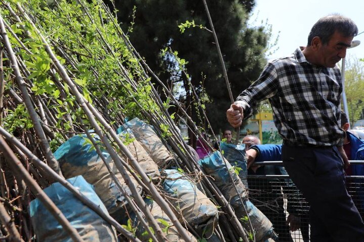 کاشت و اهدای هزار نهال مثمر به شهروندان در بوستان پیروزی منطقه ۱۳