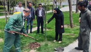 از دمیدن نفس های سبز تا تیمار درختچه‌های منطقه یک 