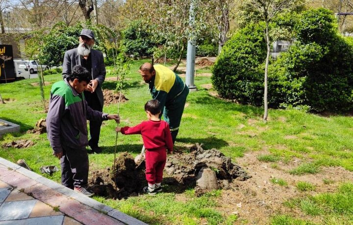 از دمیدن نفس های سبز تا تیمار درختچه‌های منطقه یک 