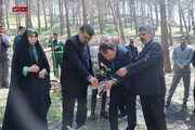 غرس بیش از ۱۰۰ اصله نهال در بوستان جنگلی شیان و بازدید از مناطق آسیب‌دیده پایتخت