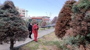 حفظ سلامت درختان سرو با پایش مستمر در منطقه یک