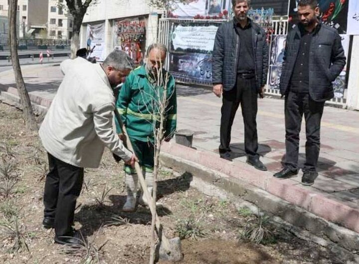 بیش از ۲۰۰۰ اصله نهال در منطقه ۱۳ کاشته شد