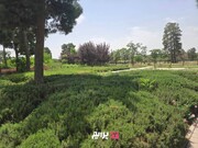 کاشت ۱۲ گونه گیاه دارویی در شمال غرب تهران
