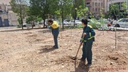 کاشت ۴۰ اصله نهال در مسیر بزرگراه امام علی (ع) در منطقه ۸
