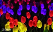 «جشن نور تهران» در بلوار کشاورز