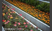  اجرای فرش‌های گل فصلی در خیابان جانبازان