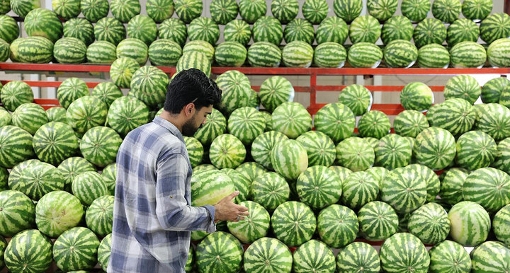 اختلاف قیمت ۴۰  درصدی میوه در میادین و بازارهای میوه و تره‌بار به نسبت سطح شهر