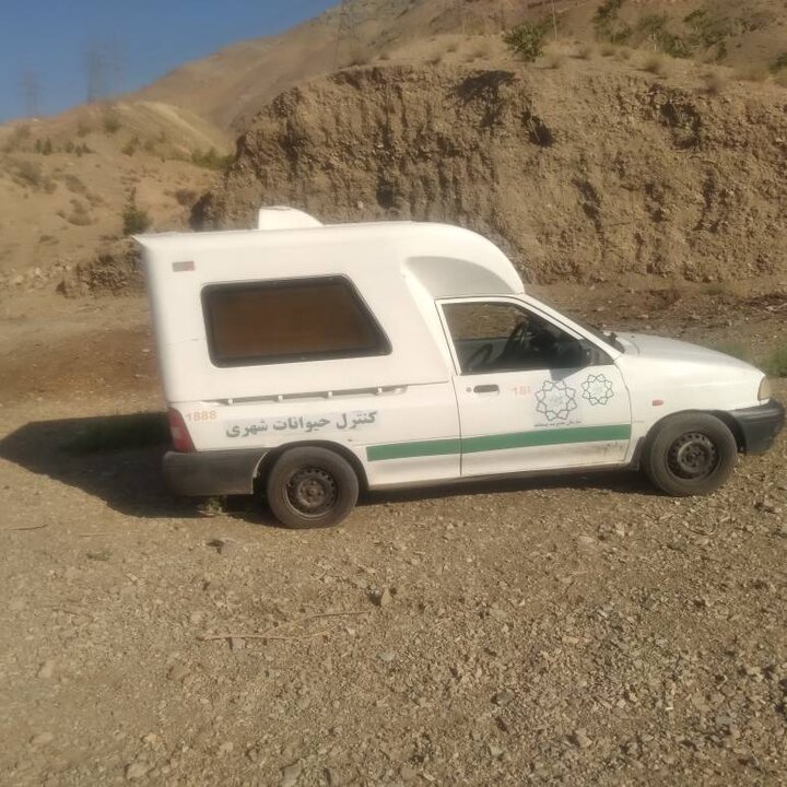 ساماندهی ۱۵ قلاده سگ بلاصاحب در محدوده شهرک مهسان و شهرک معلم طی ۶ ساعت