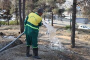 دومین مرحله بسیج کامل تانکرهای آبرسان جهت آبیاری اضطراری ۳۰۰ هکتار از عرصه‌های جنگلی منطقه ۴