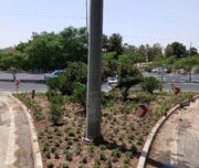 آغاز کاشت گل داوودی در فضای سبز معابر شمال‌غرب تهران