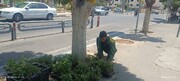  کاشت ۱۰ هزار بوته گل داوودی در منطقه ۱۹ با هدف ارتقای کیفیت منظر شهری