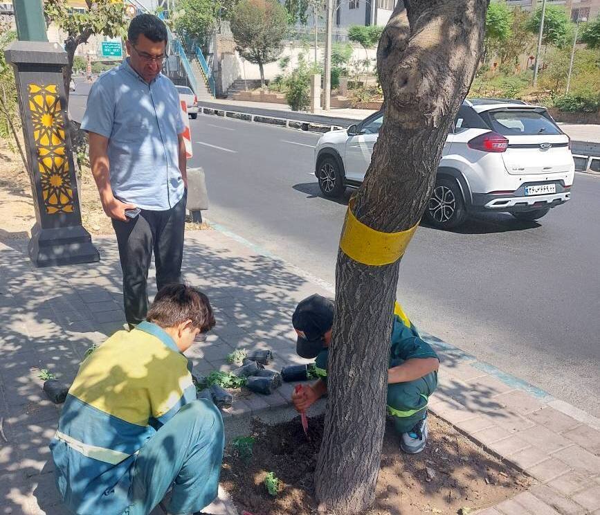 تغییر سیمای بصری بلوار آیت‌الله کاشانی با ۱۰ هزار نشای گل داوودی
