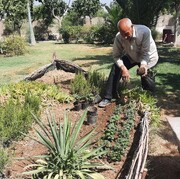 کاشت ۱۰ هزار گلدان گل داوودی در فضاهای سبز منطقه ۲۰