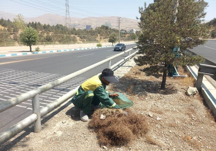 عملیات سوزن‌کشی درختان سوزنی‌برگ منطقه ۴