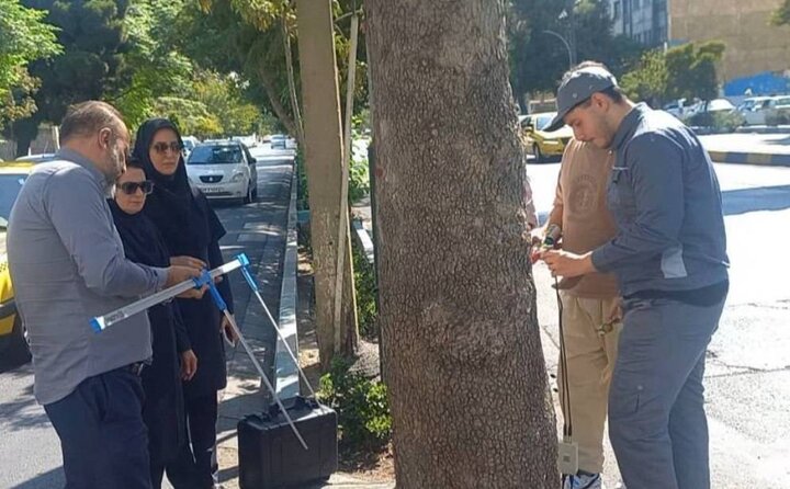 درختان منطقه ۱۳ توموگرافی شد