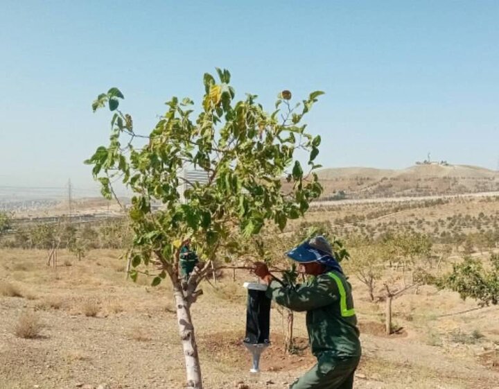 نصب تله‌های فرمونی در بوستان جنگلی وردآورد با هدف کنترل آفات