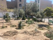 کاشت بیش از ۵۰۰۰ اصله درخت و درختچه در معابر و بوستان های منطقه ۴